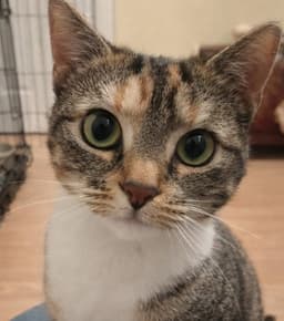 Molly image 1