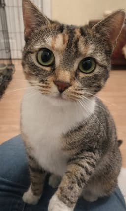 Molly image 2
