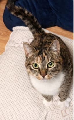 Molly image 3