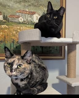 Jax And Minnie image 1