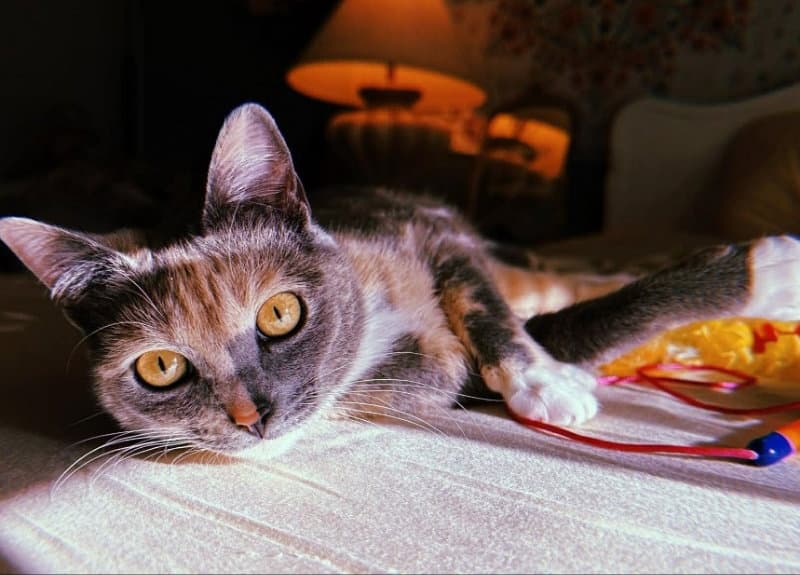 Opal - Dilute Calico