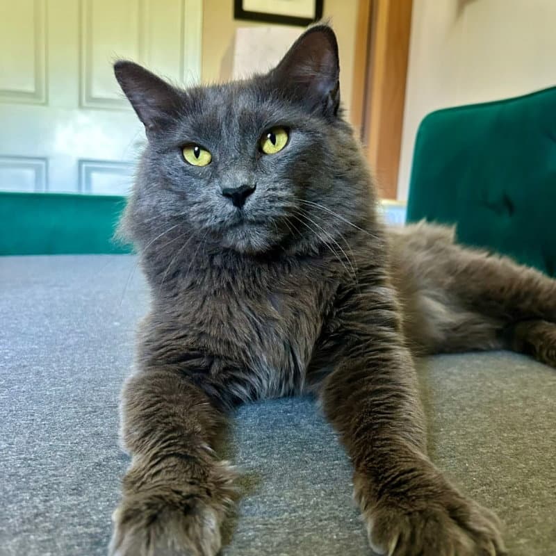 Neko - Russian Blue