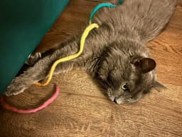 Neko image 4