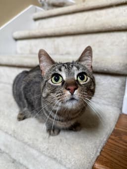 Rosie image 3