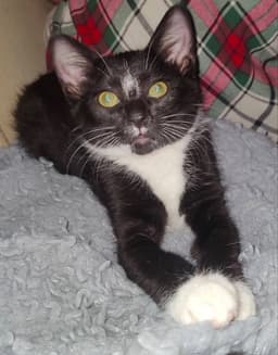 Tuxee Bear image 1