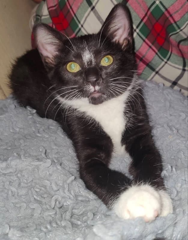 Tuxee Bear - Tuxedo