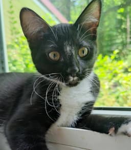 Tuxee Bear image 4