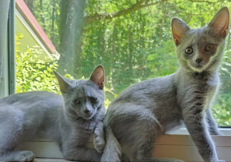 Taylor  Tyalar - Russian Blue