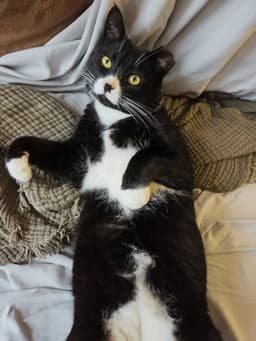 Tuxie image 2