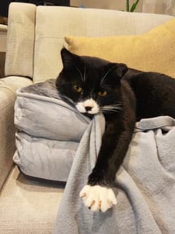 Tuxie image 3