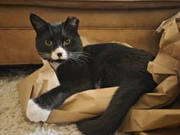 Tuxie image 4