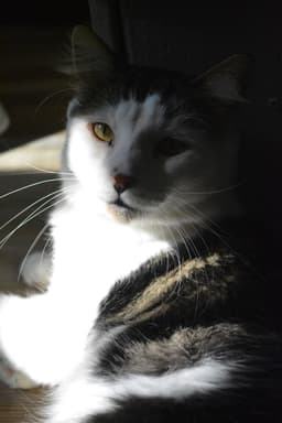 Tommy image 1