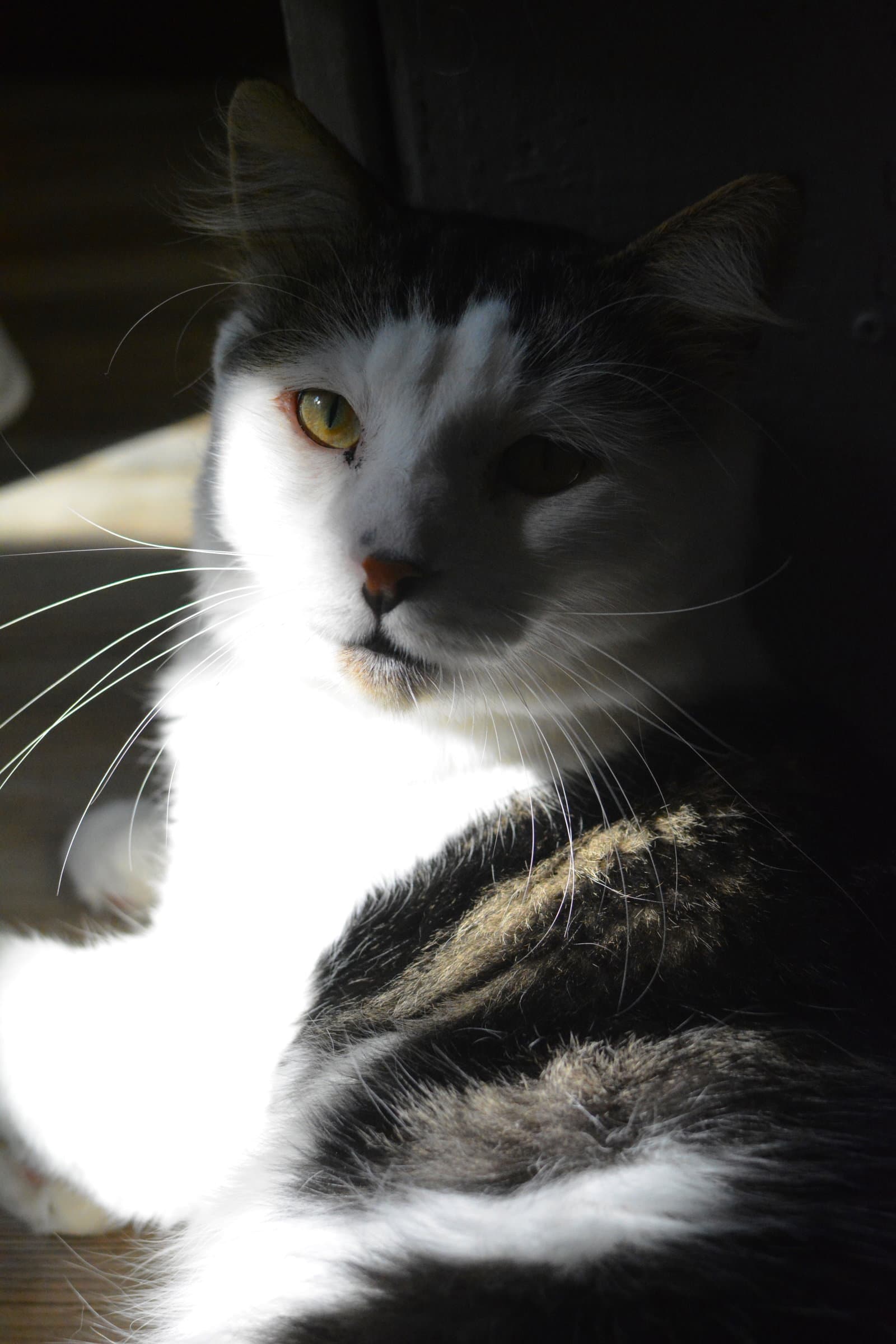 Tommy - Domestic Medium Hair