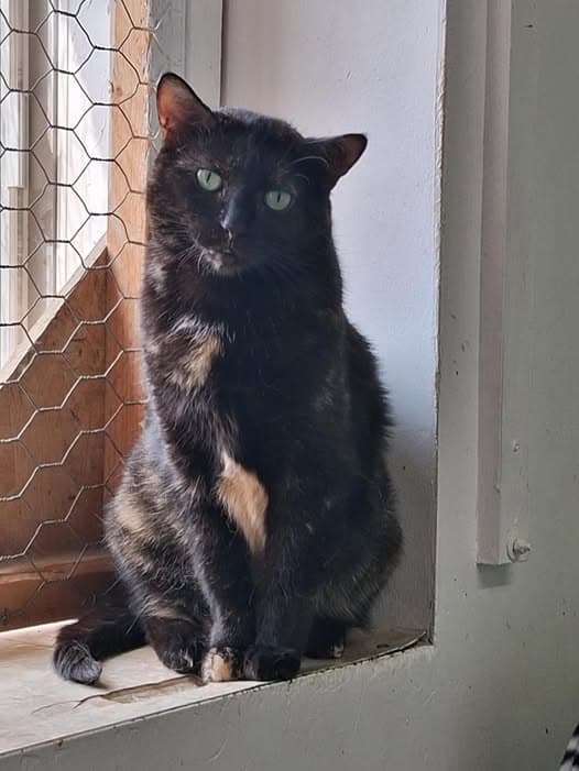 Cadbury - Domestic Short Hair