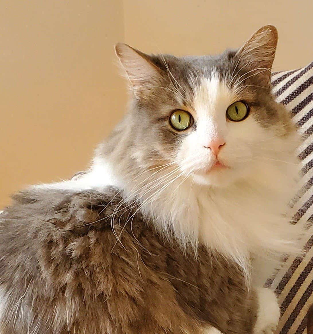 Watson - Domestic Long Hair