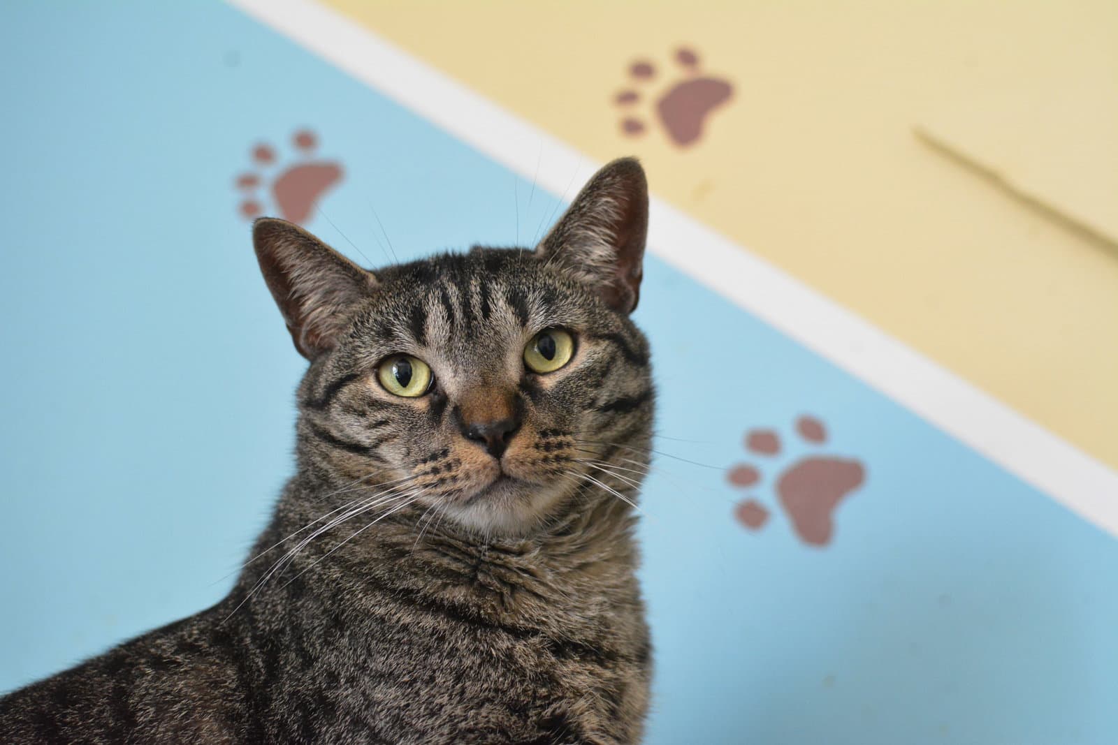 Anoki - Domestic Short Hair