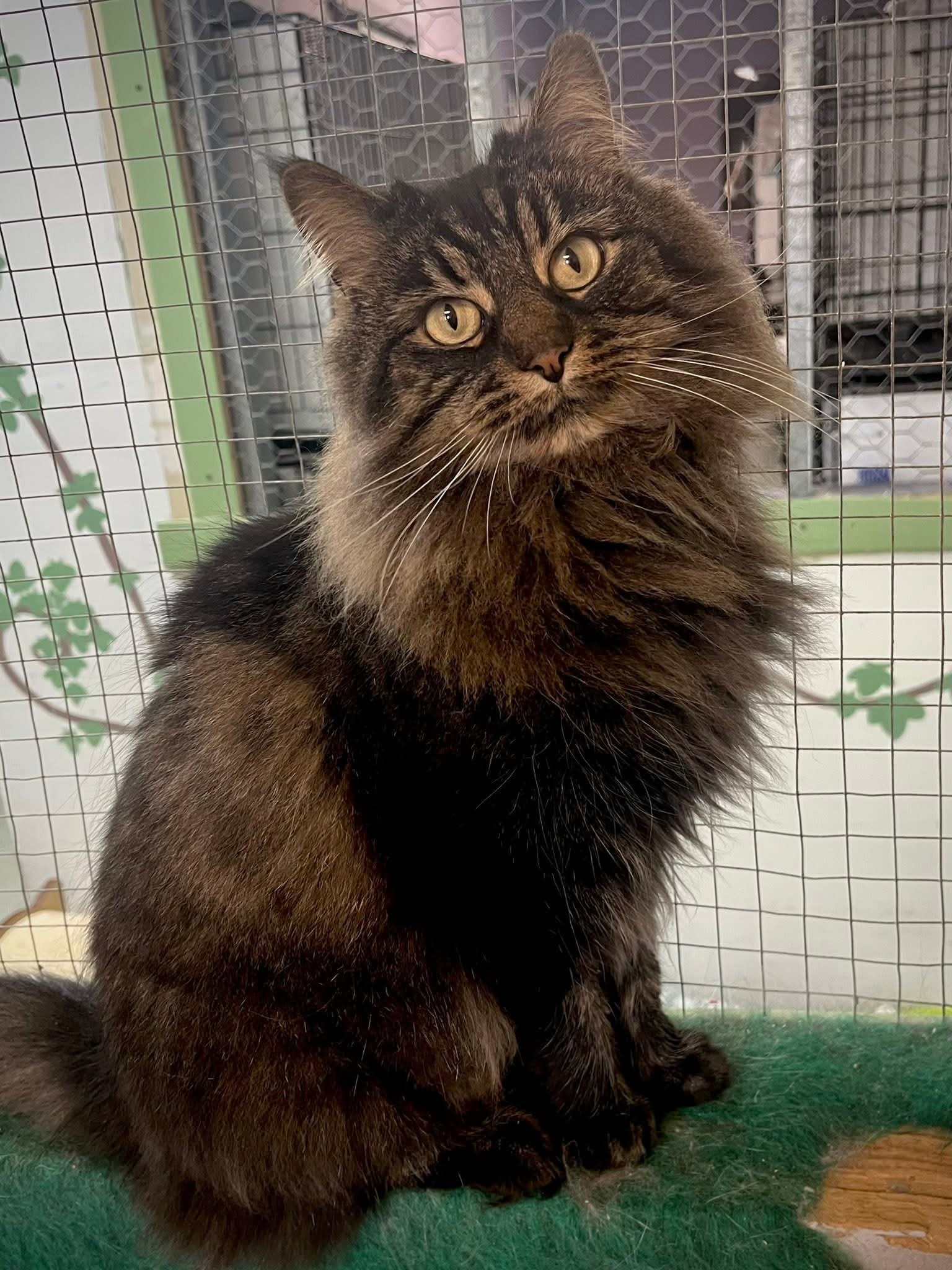 Edwina - Domestic Short Hair