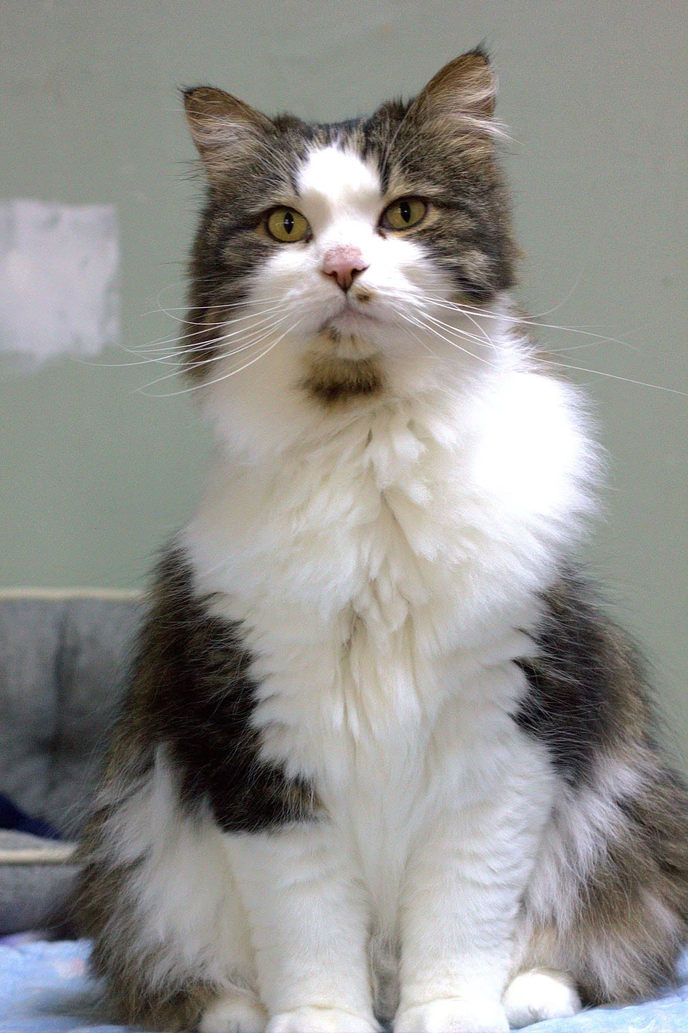Tamarillo - Domestic Long Hair