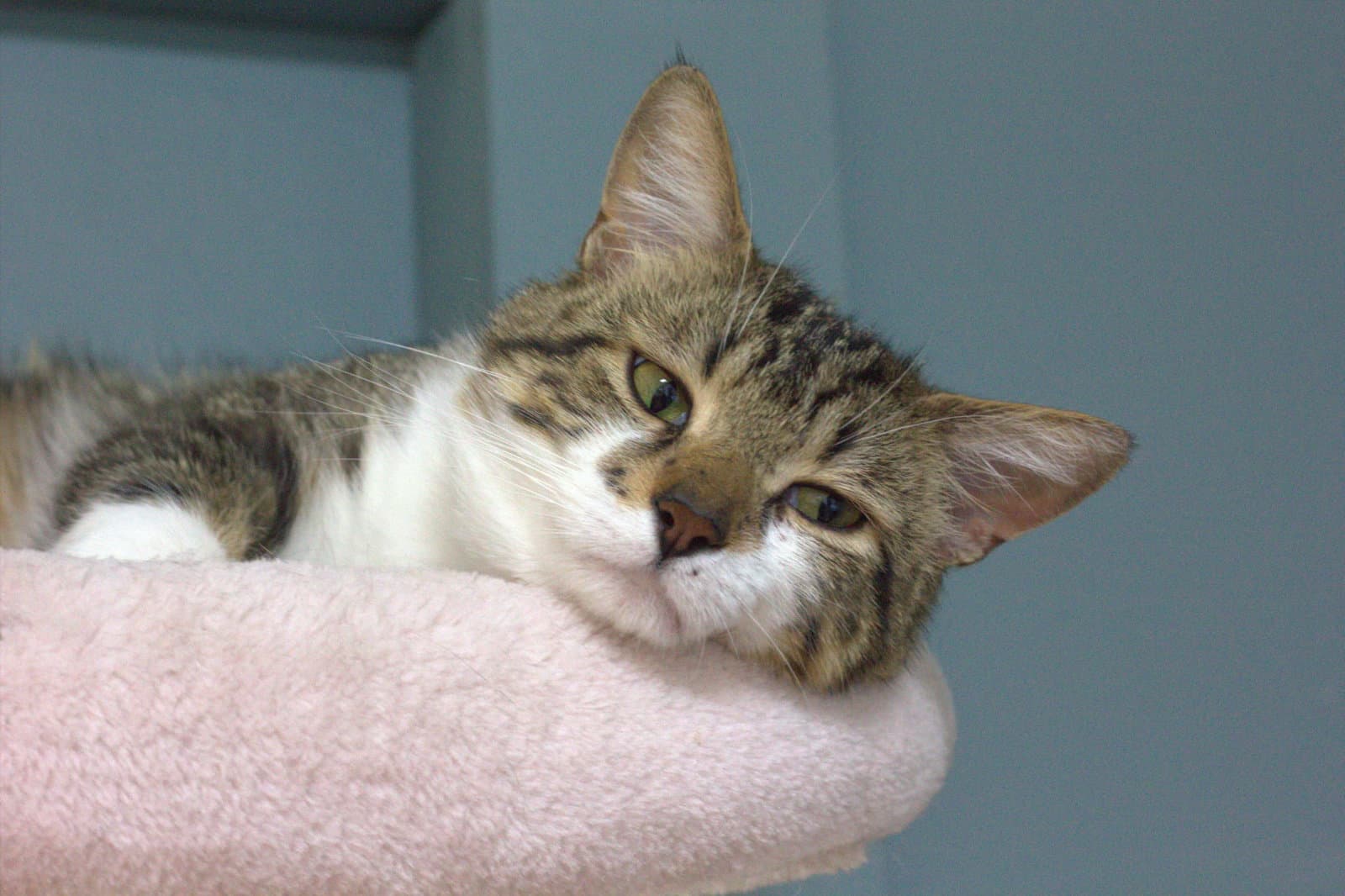 Puamun - Domestic Short Hair