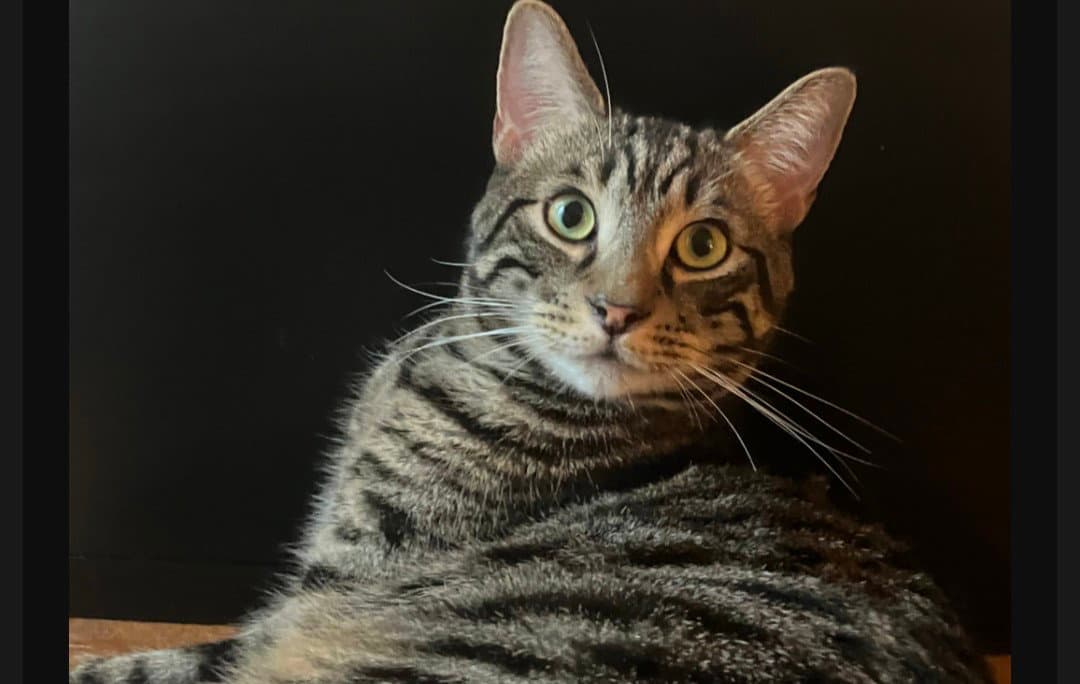 Cookie  Tiger - Domestic Medium Hair