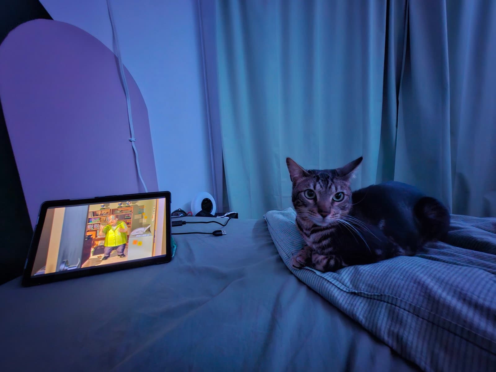 Nori - Bengal