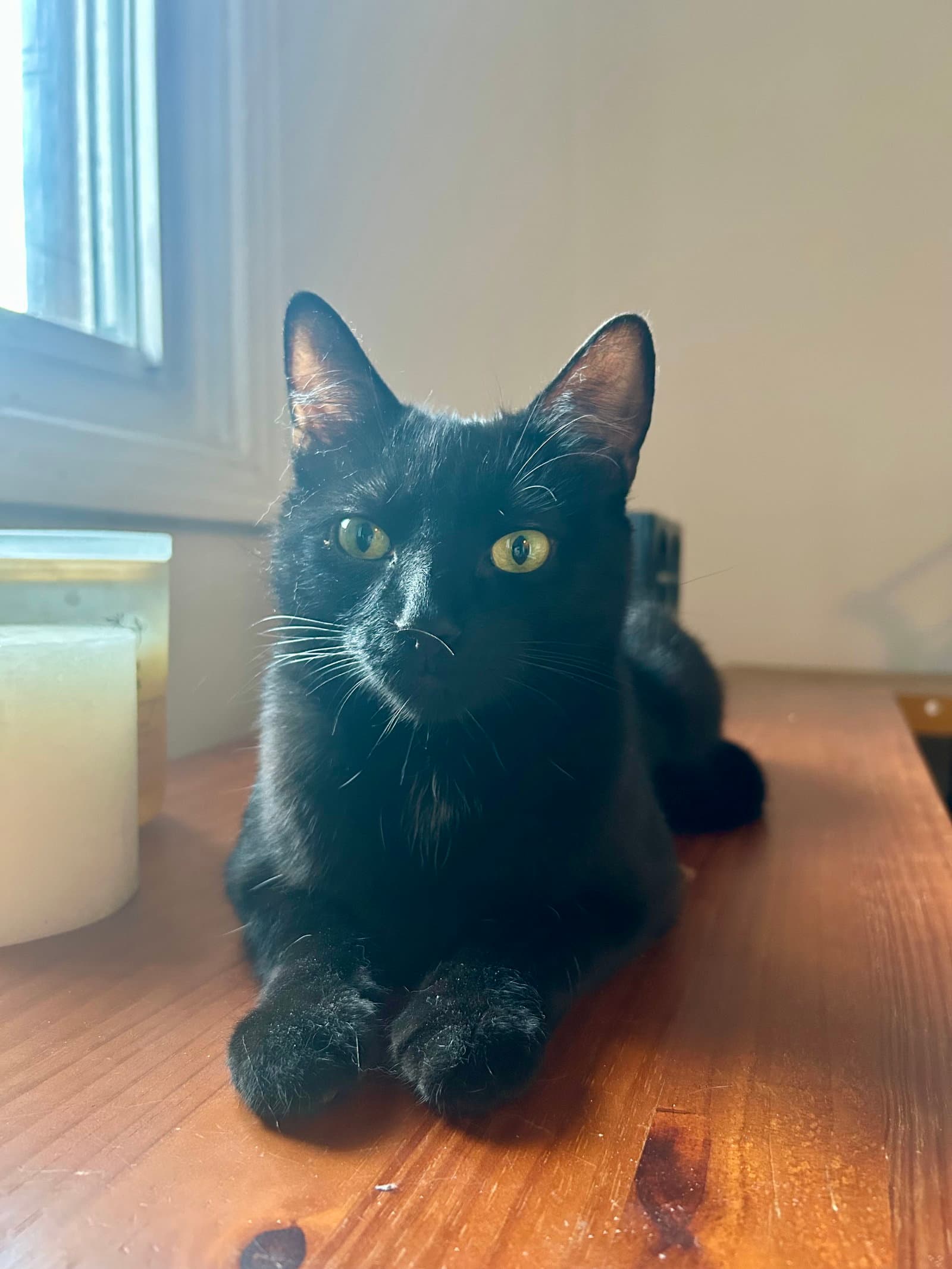 Cuca - Domestic Short Hair