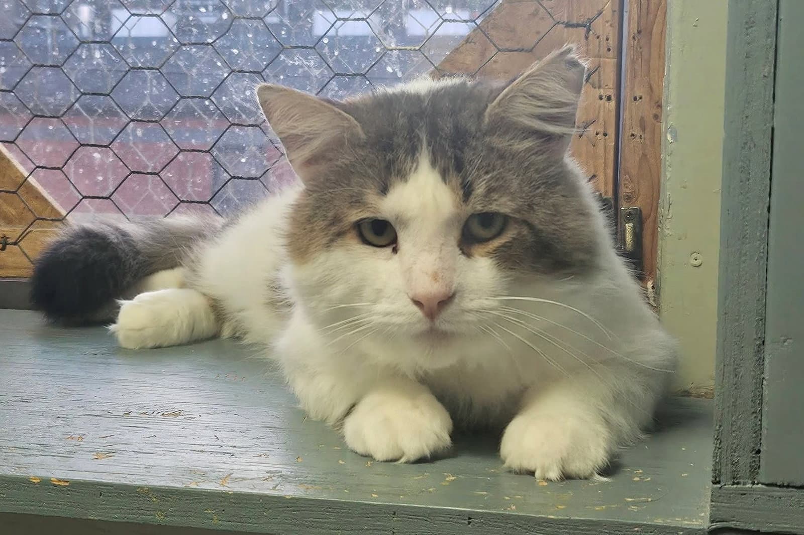 Creton - Domestic Short Hair