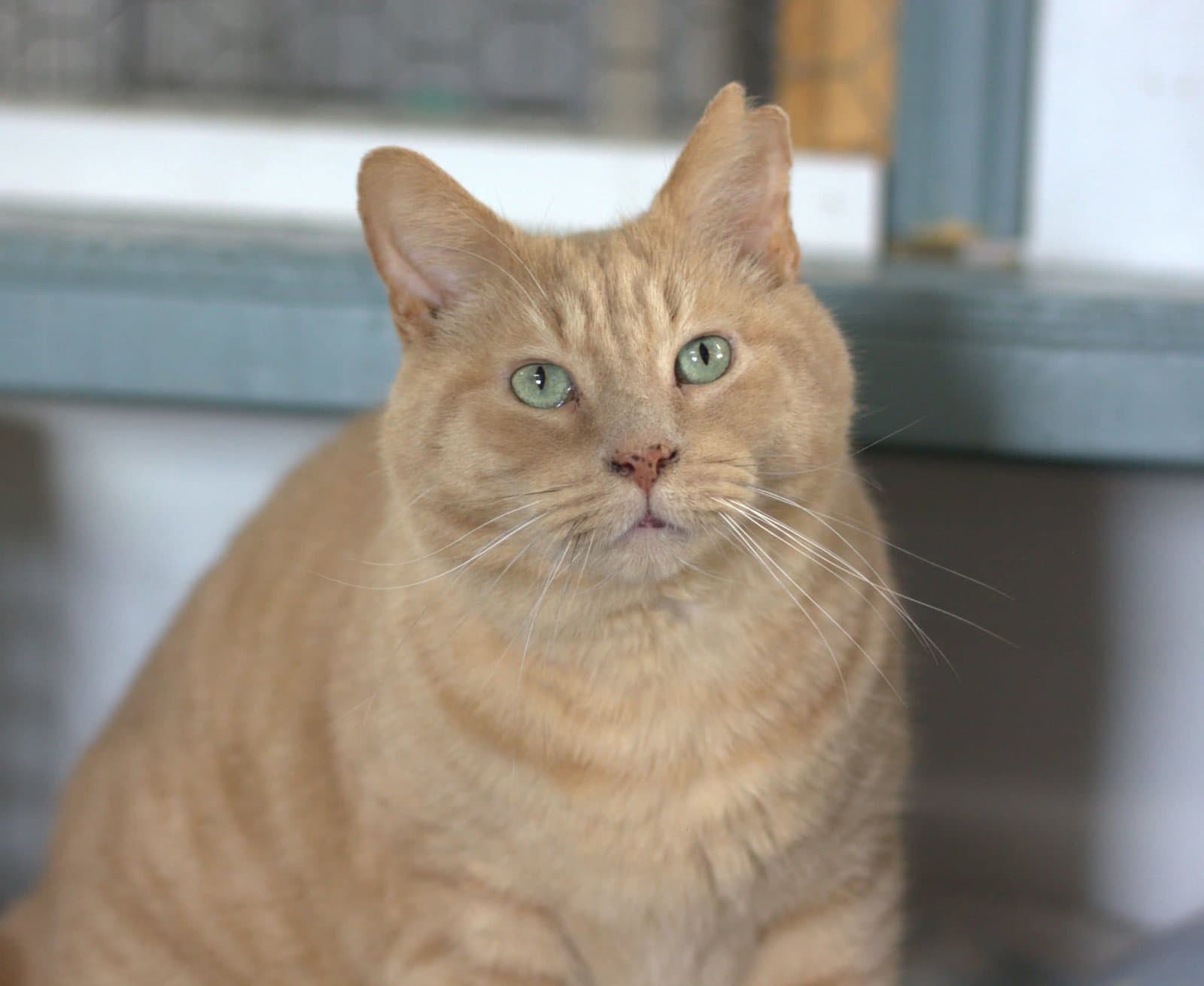 Obi - Domestic Short Hair
