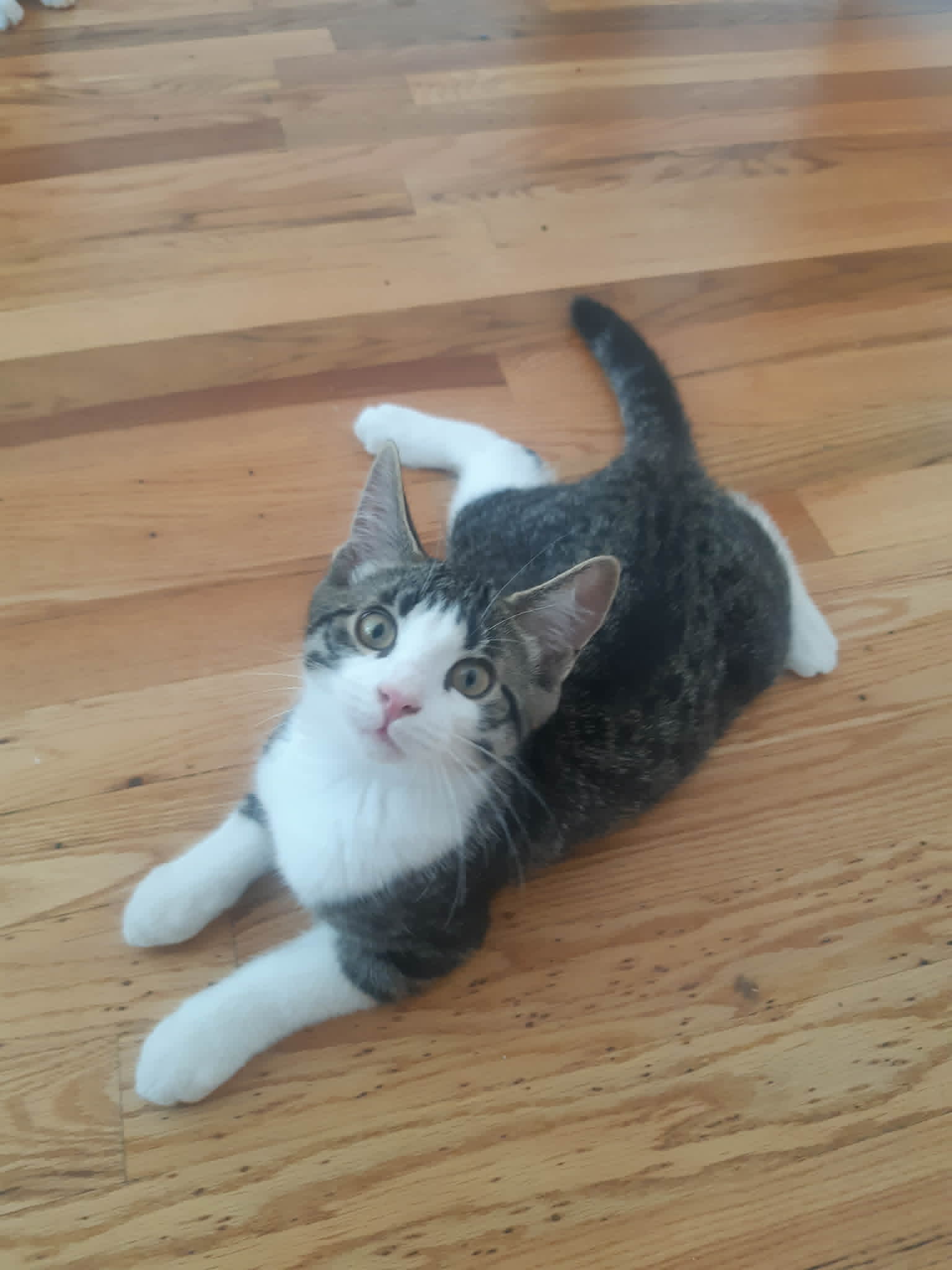 Cidre - Domestic Short Hair
