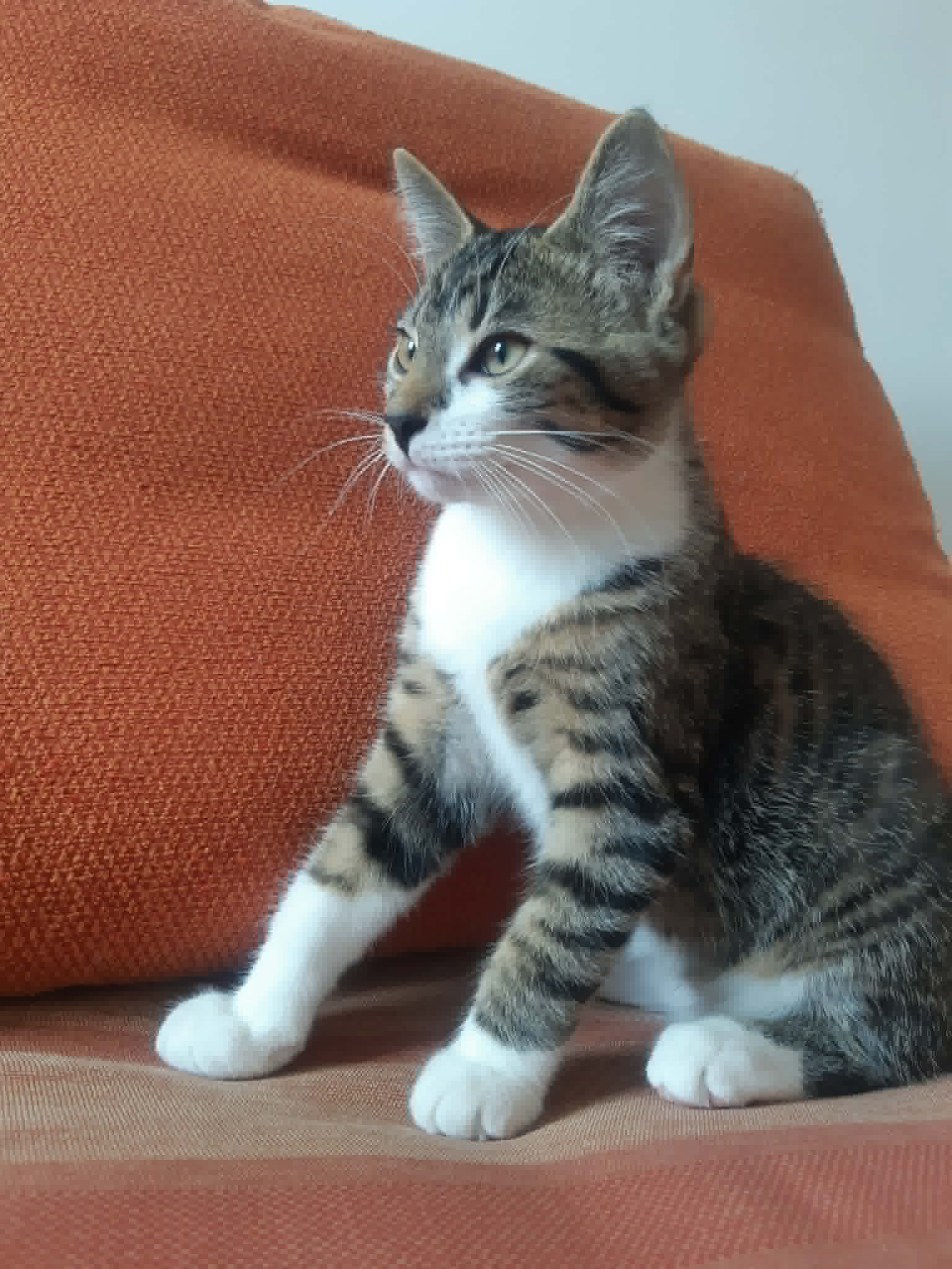 Compote - Domestic Short Hair