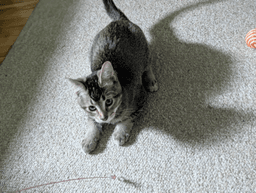 Petit Chat image 1