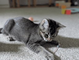 Petit Chat image 2