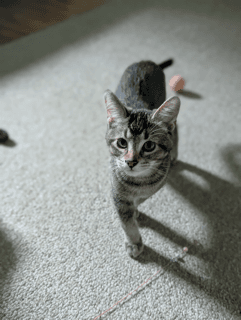 Petit Chat image 3