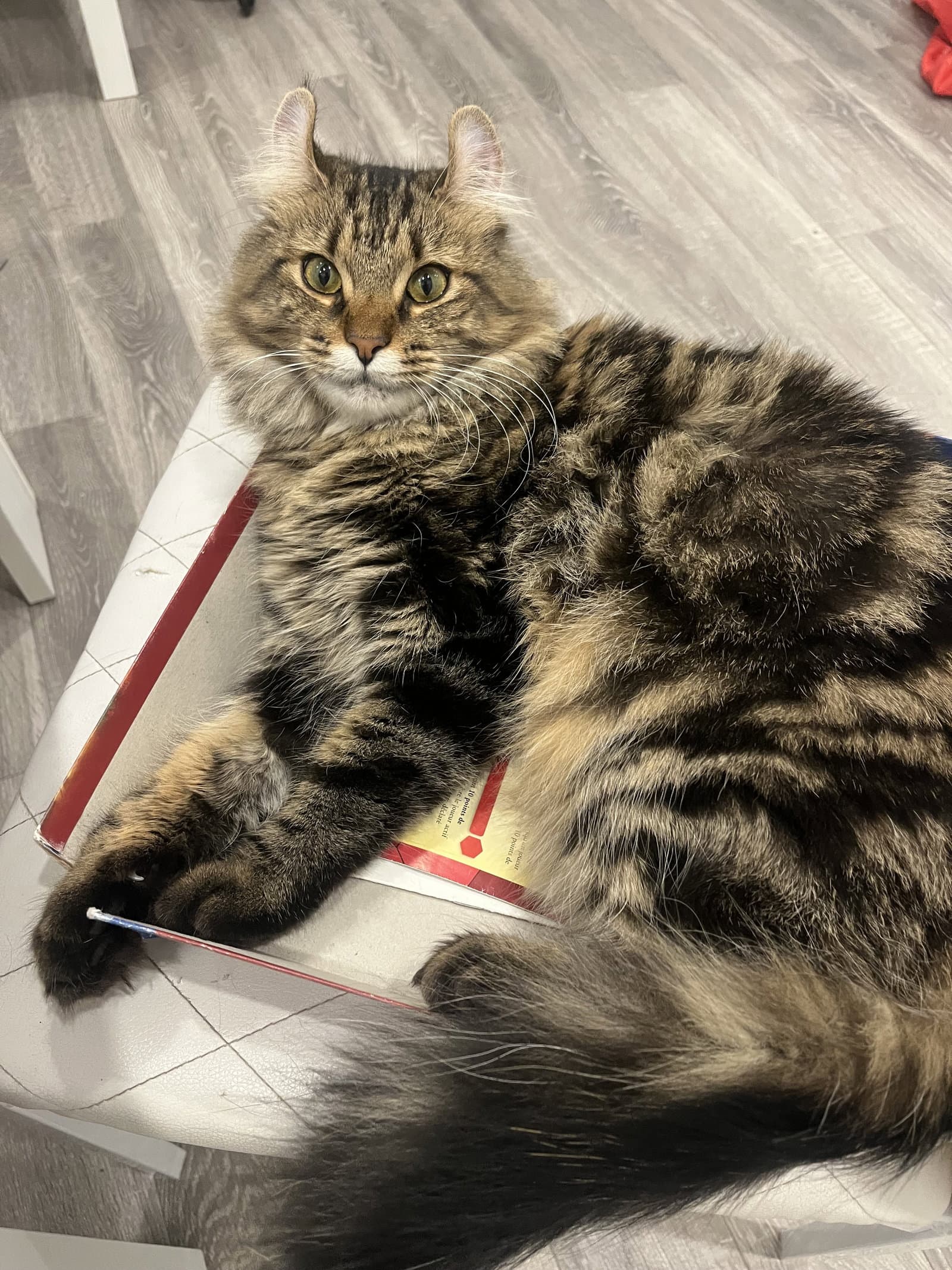 Penelope - Domestic Short Hair