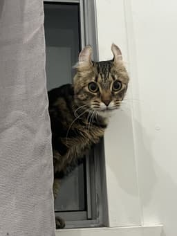 Penelope image 2