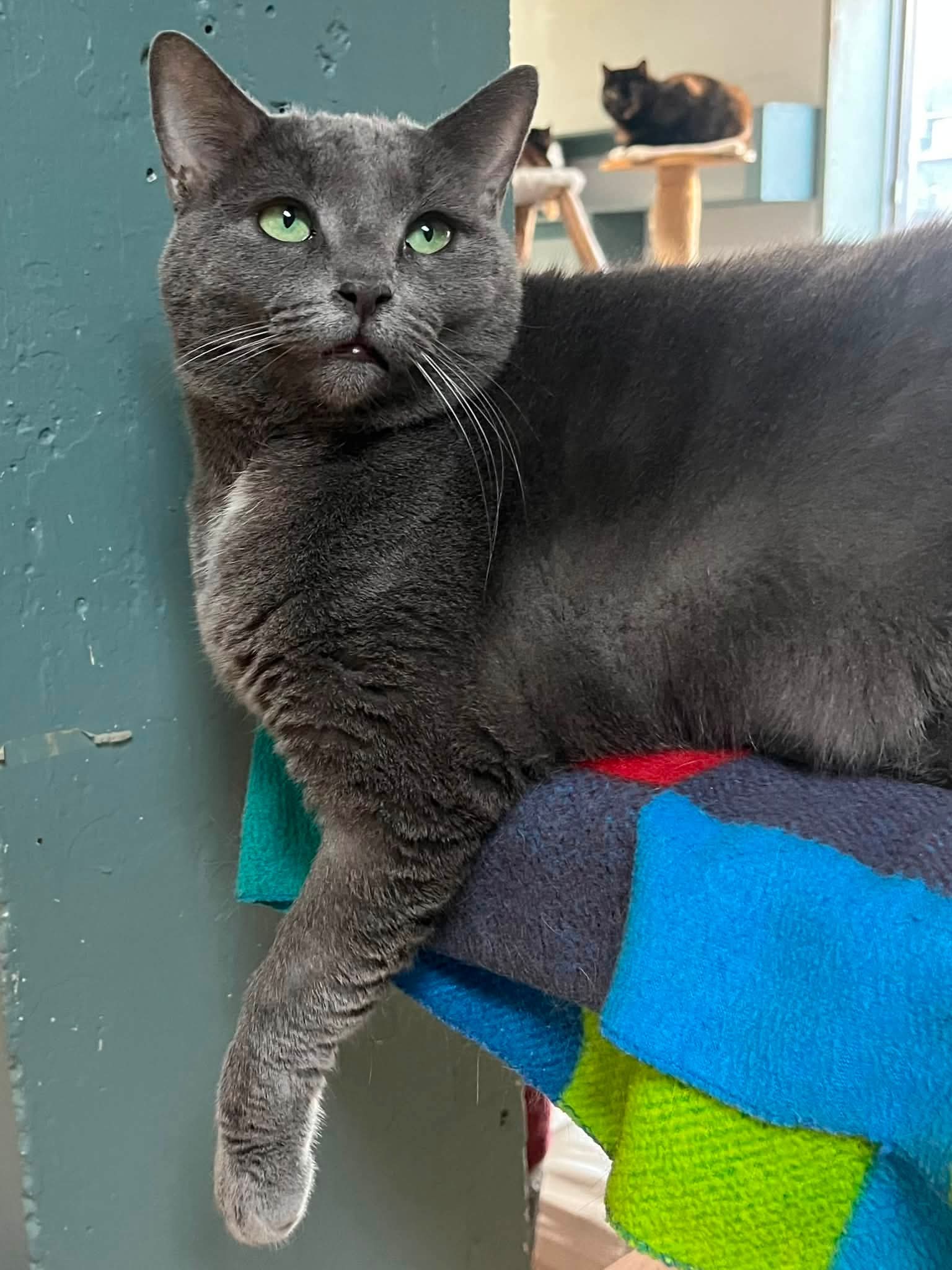 Fifi - Domestic Short Hair