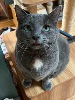 Fifi image 2