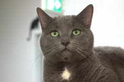Fifi image 3