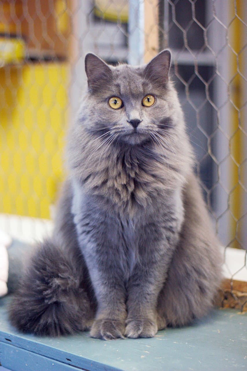 Clara - Domestic Long Hair