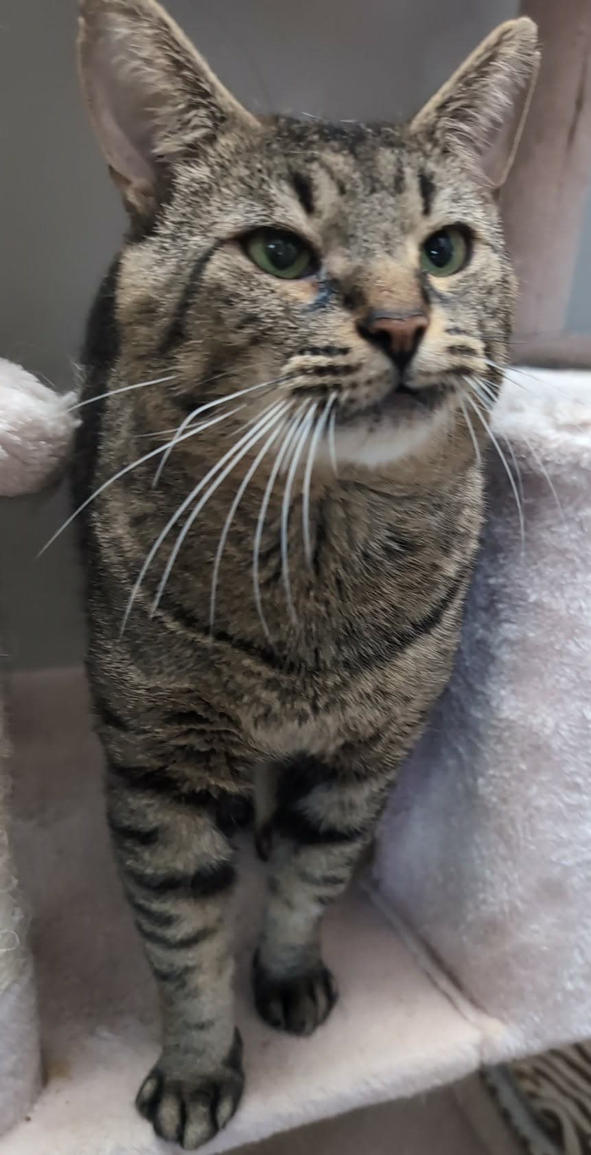 Minimousse - Domestic Short Hair