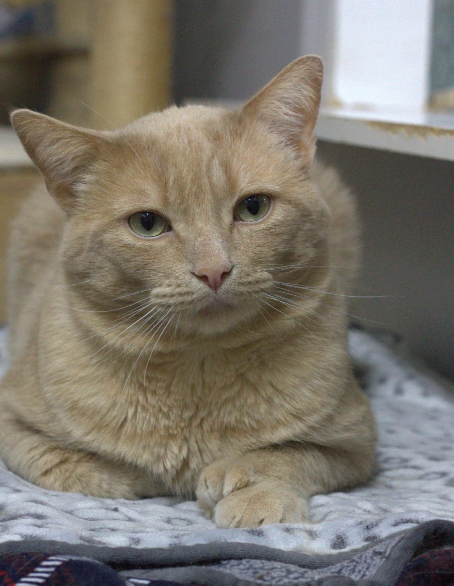 Wagner - Domestic Short Hair