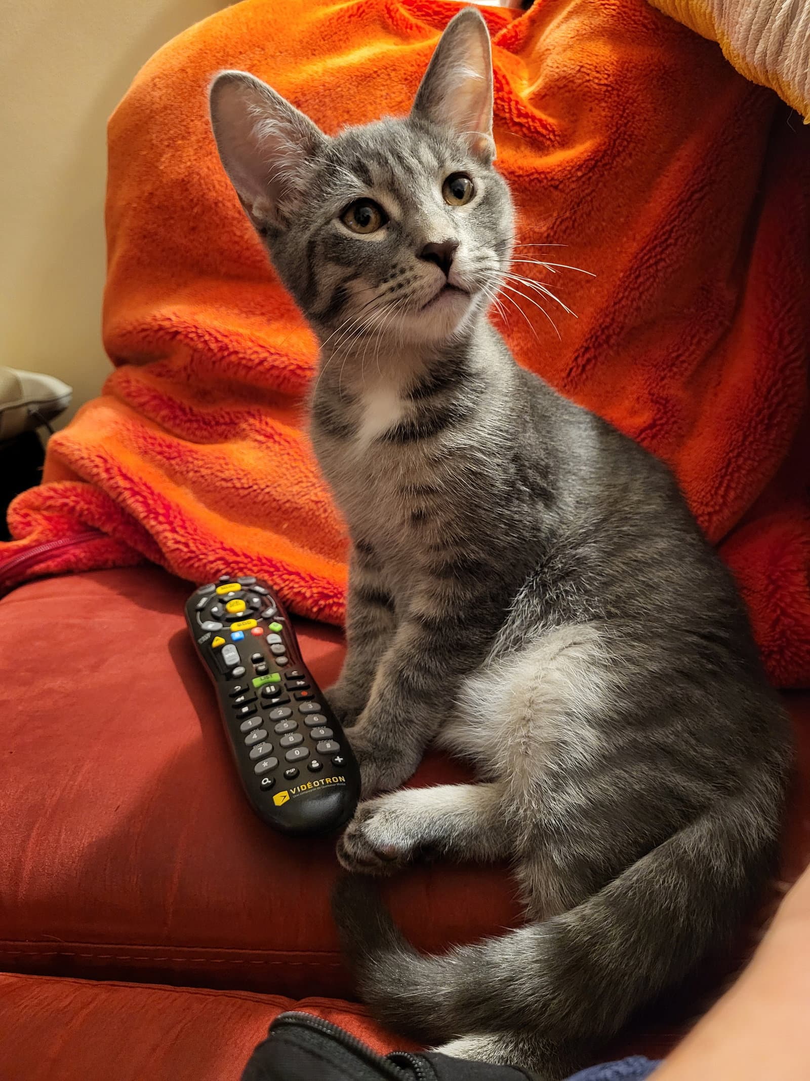Smitty - Domestic Short Hair