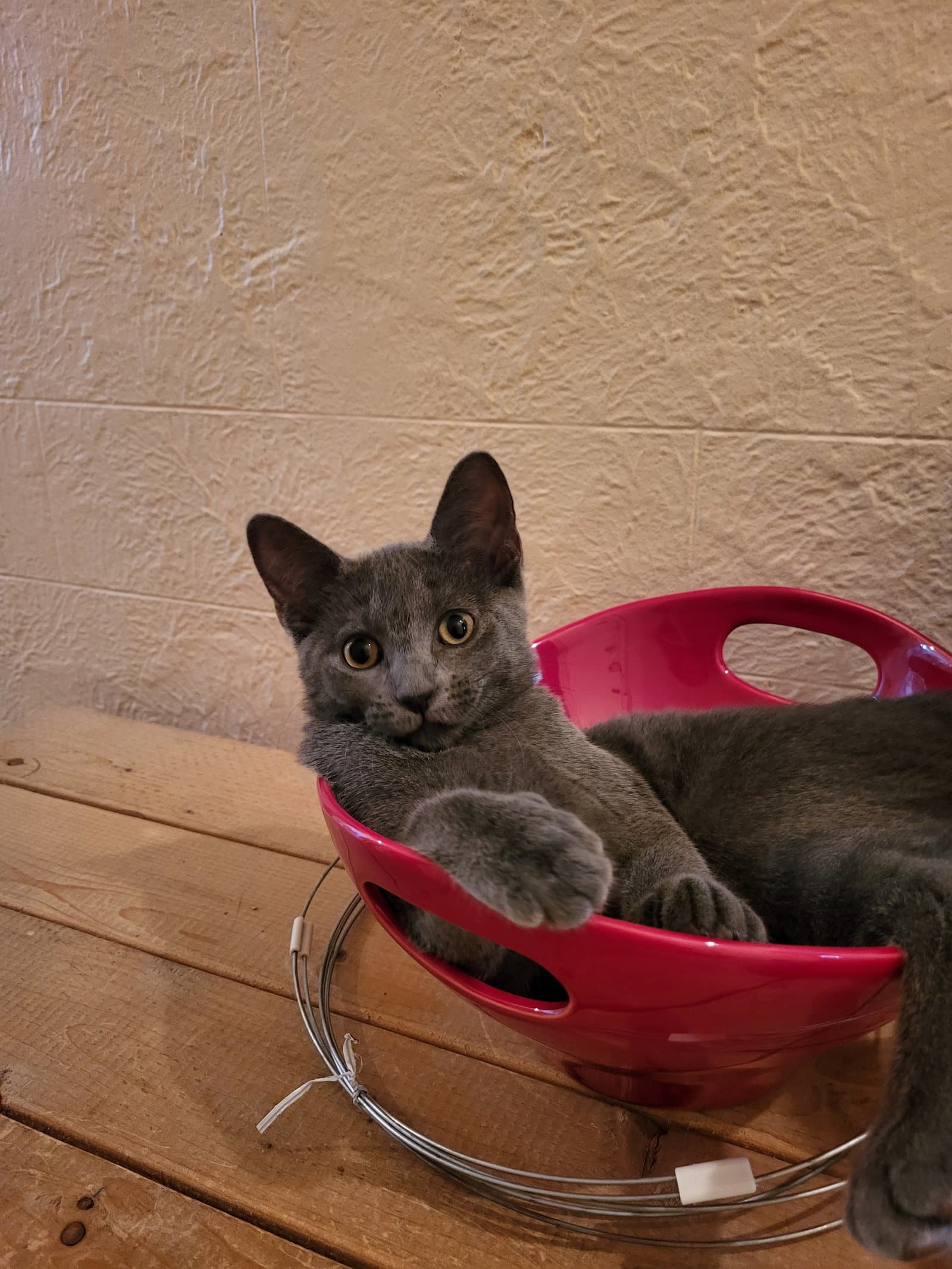 Frimousse - Domestic Short Hair