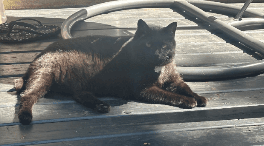 Gaston - Domestic Short Hair
