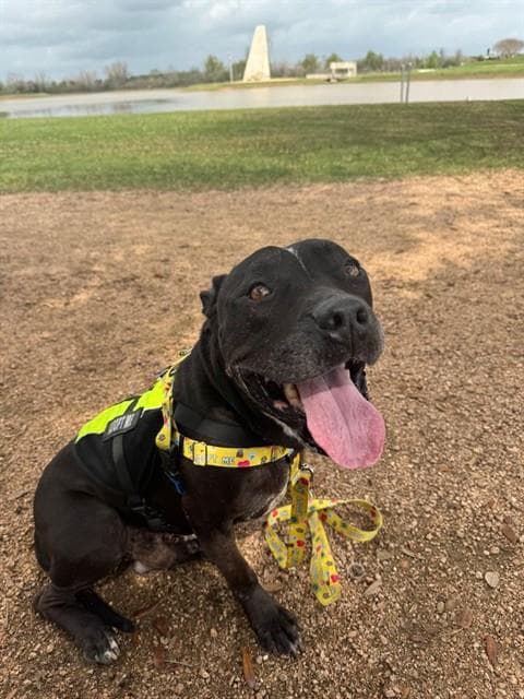 Samson - Staffordshire Bull Terrier