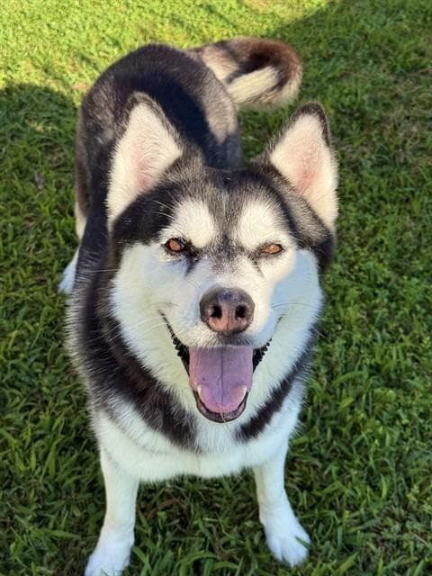 Dixie - Husky