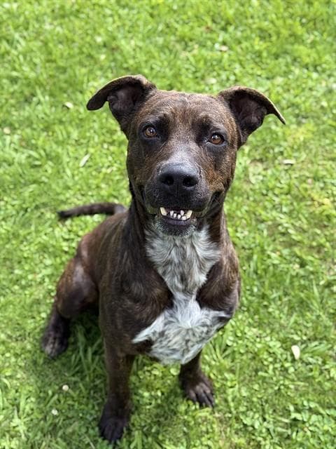 Donkey - Staffordshire Bull Terrier
