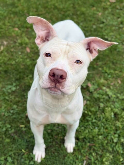 Catherine - Pit Bull Terrier