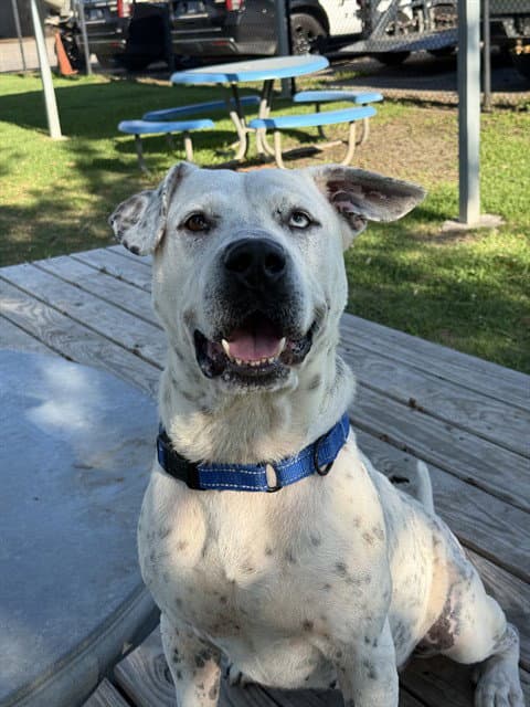 Frankie - Mastiff