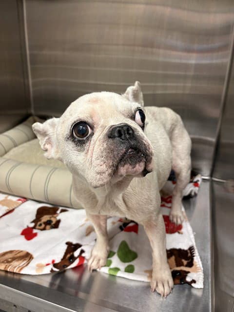Ms Daisy - French Bulldog